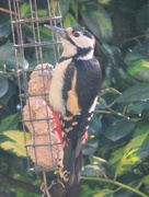 25th May 2015 - Woody Woodpecker