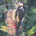 Woody Woodpecker by countrylassie