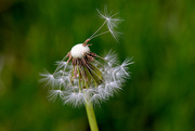 25th May 2015 - Cool looking dandelion!