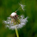Cool looking dandelion! by fayefaye