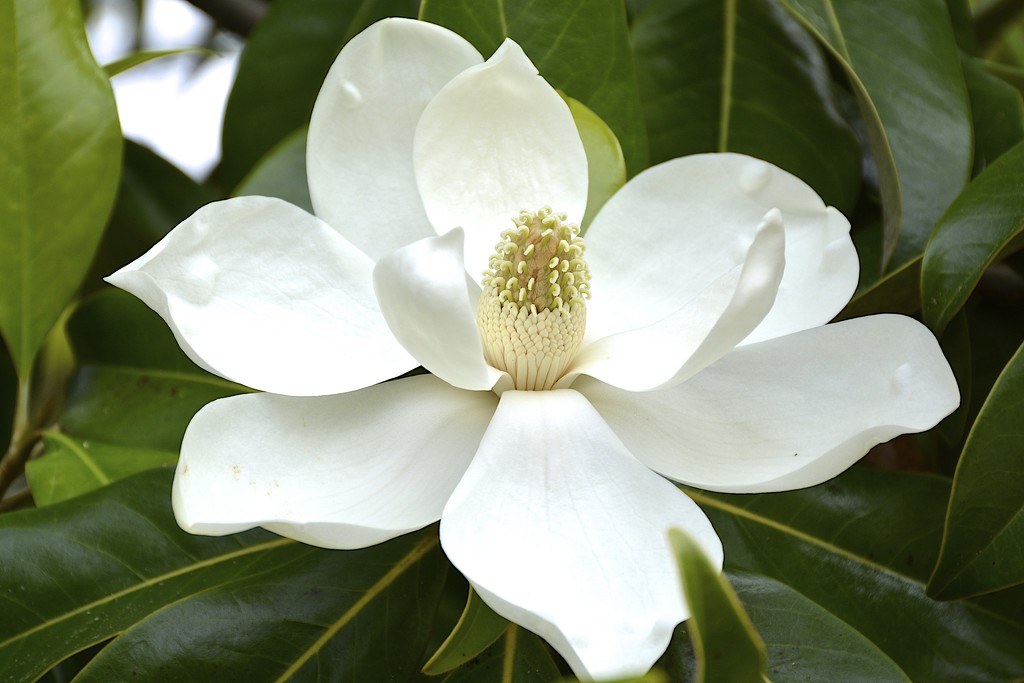 Southern Magnolia in full bloom by thewatersphotos