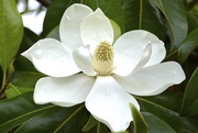 24th May 2015 - Southern Magnolia in full bloom