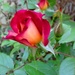 Rosebud by jo38