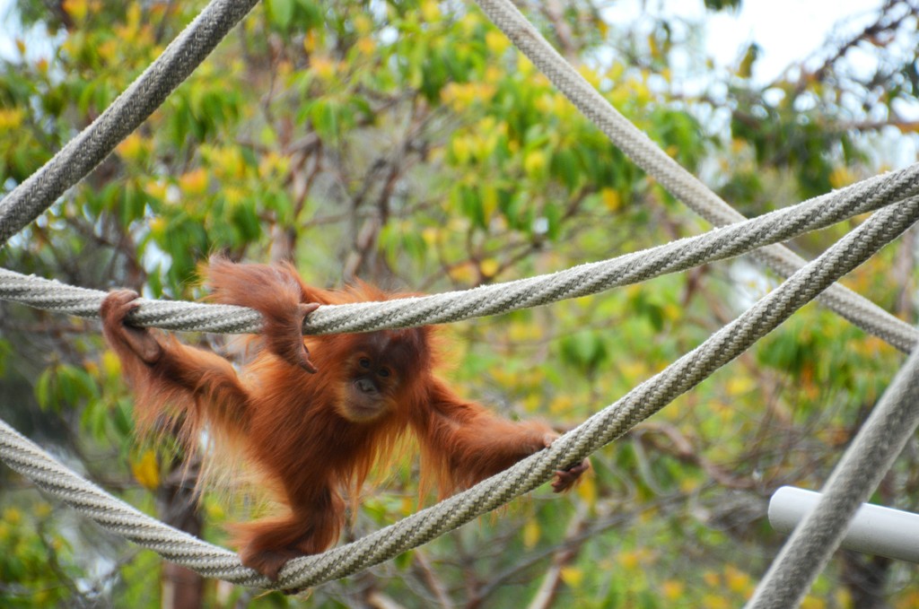 Orangutan Baby by mariaostrowski