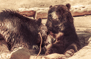 24th May 2015 - (Day 100) - Bears of Big Bear