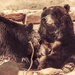 (Day 100) - Bears of Big Bear by cjphoto
