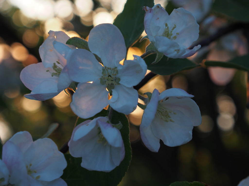 Backlit Blossoms by selkie