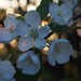 Backlit Blossoms by selkie