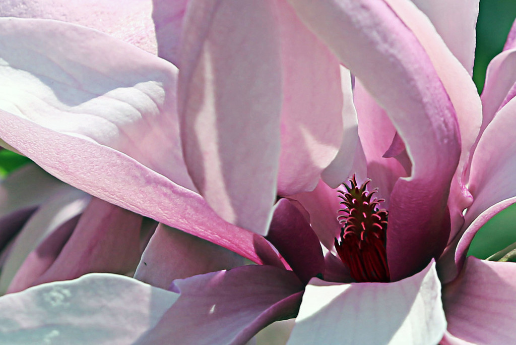 Magnolia Blossom by pdulis
