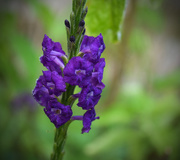 25th May 2015 - Purple Flower