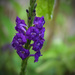 Purple Flower by rickster549