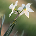 Daffodil by sarahlh