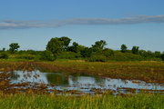 25th May 2015 - After a Kansas Rain