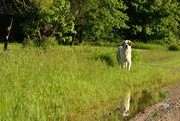 25th May 2015 - Reflective Dog