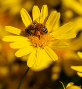 24th May 2015 - Bee yellow