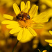 Bee yellow by flyrobin