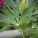 25 May 2015 Raindrops on Lupin by lavenderhouse