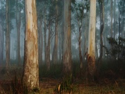 26th May 2015 - Among the gum trees