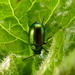 I've caught a bug.....! by shirleybankfarm