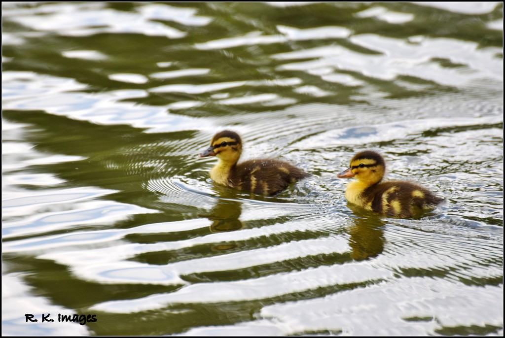 Two little ducklings by rosiekind