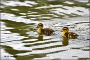 26th May 2015 - Two little ducklings