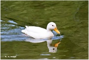 26th May 2015 - Little white duck