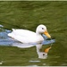 Little white duck by rosiekind