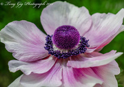 26th May 2015 - Anemone.