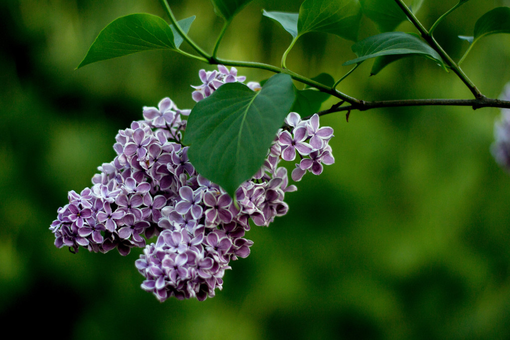 Lilac by meemakelley