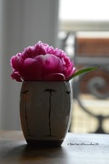 26th May 2015 - one peonie