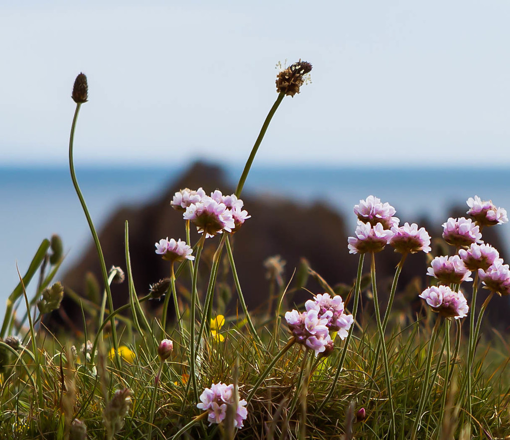 26th  May 2015 -Sea Thrift on the cliff by pamknowler