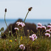 26th  May 2015 -Sea Thrift on the cliff by pamknowler