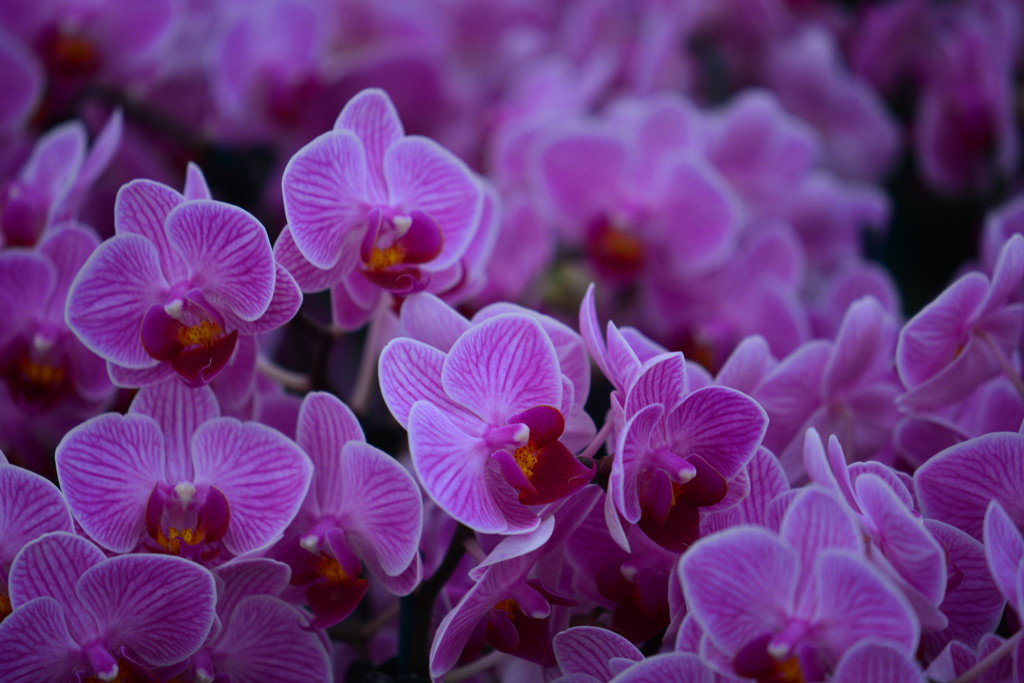Orchids - a plethora of by jayberg
