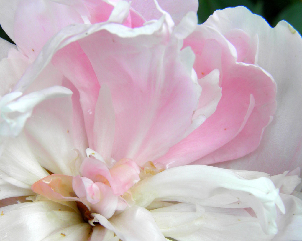 Peony Shell by daisymiller