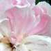 Peony Shell by daisymiller