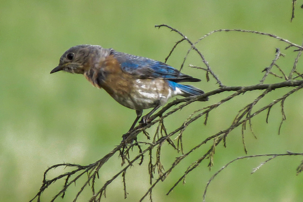 Bluebird - but Which? by milaniet
