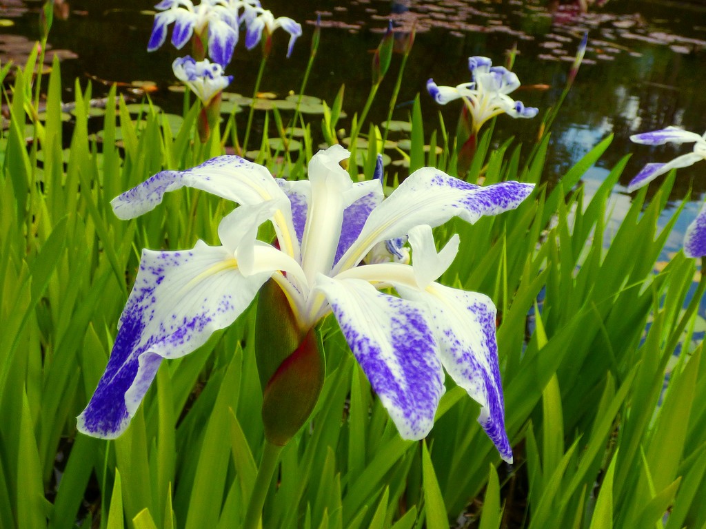 Irises by the pond by julienne1