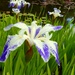 Irises by the pond by julienne1