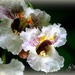 Catalpa blossoms by essiesue
