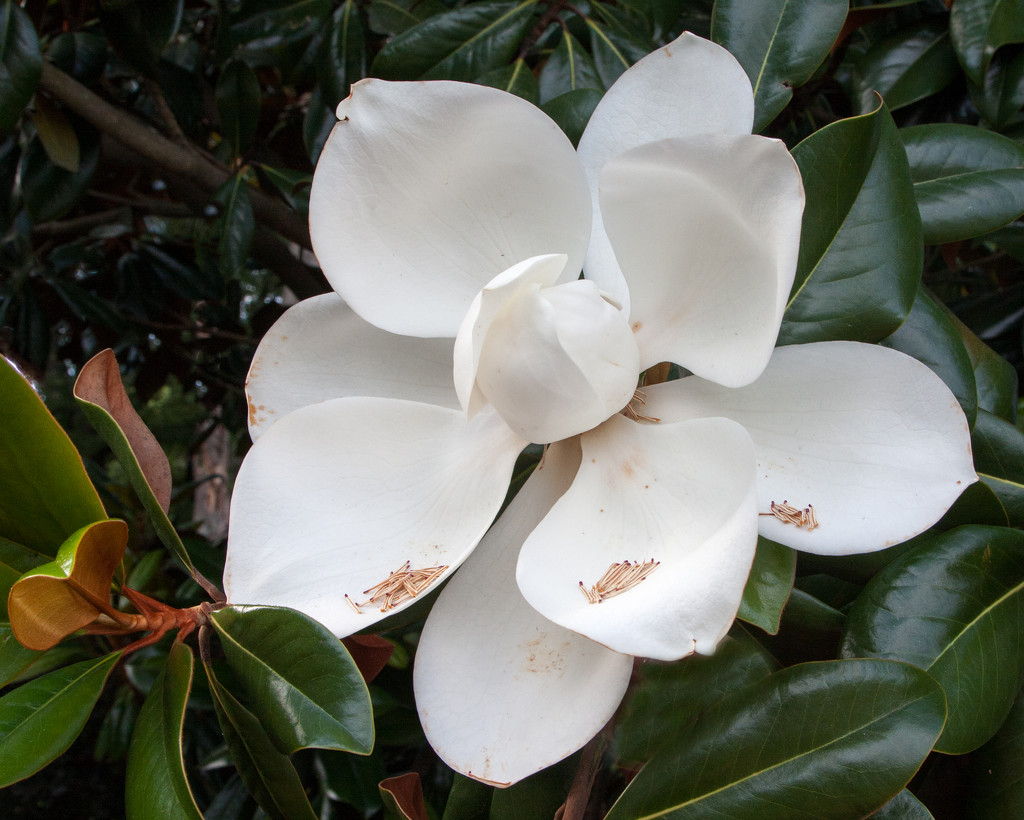 Magnolia Bloom_1715 by rontu