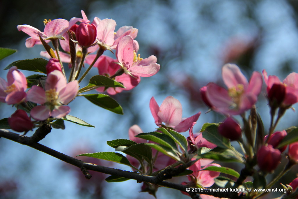 Apple Blossoms by michael_ludgate