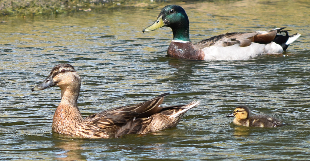 Mom, dad and baby Duck. by rickster549