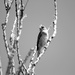 Sparrow by kerristephens