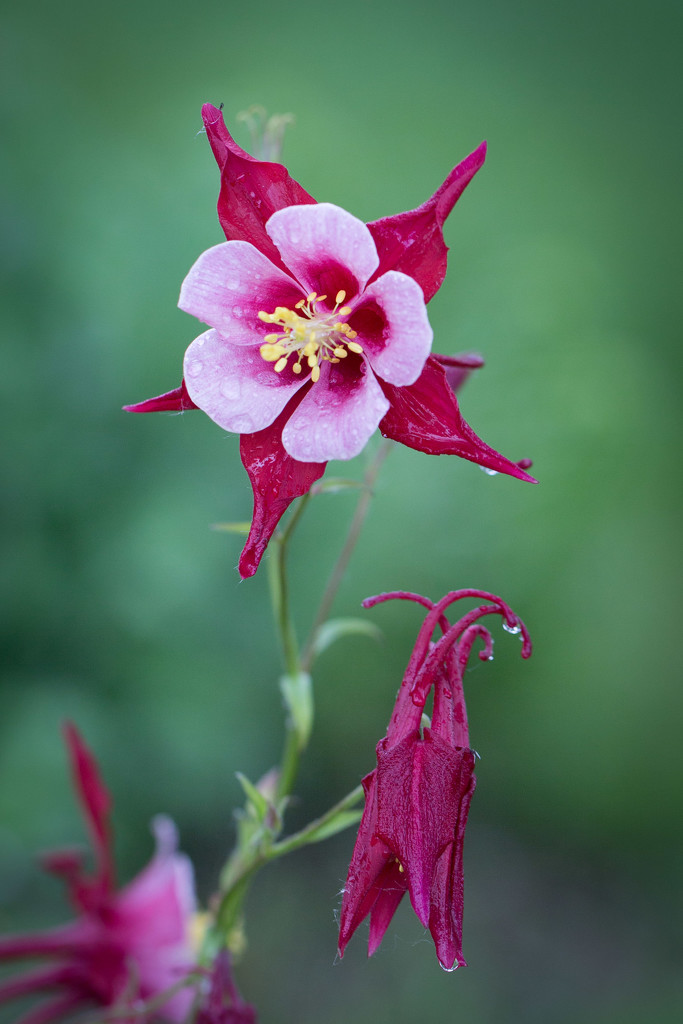 Dripping Columbine by lindasees