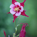 Dripping Columbine by lindasees