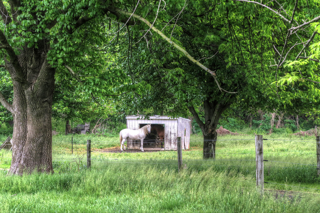 Lancaster Farm Pony by pdulis
