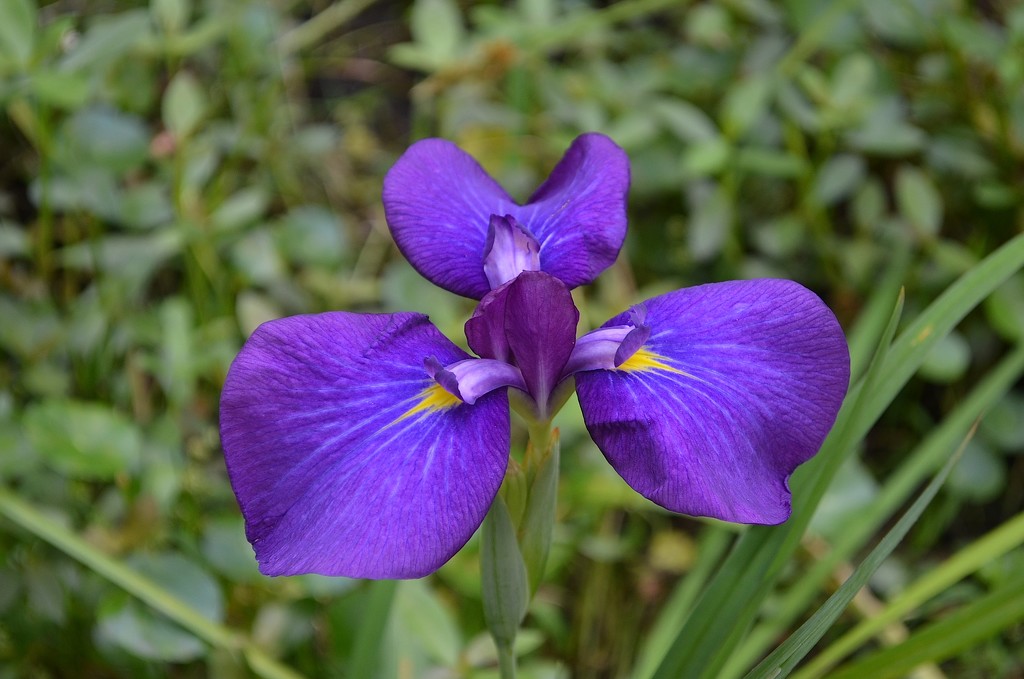 Iris, Magnolia Gardens by congaree