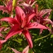 A spectacular variety of day lily I had never seen before, Magnolia Gardens by congaree