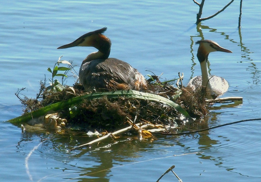 Great Crested Grebe at Palau by laroque