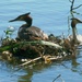 Great Crested Grebe at Palau by laroque